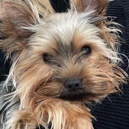 Nova - Yorkshire Terrier