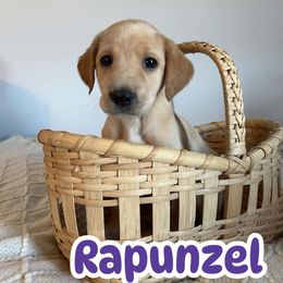 Rapunzel - Yellow female Labrador Retriever puppy in Lucasville, Ohio from Backwoods Labradors