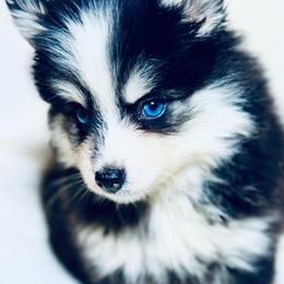 Marley - Black and white female Pomsky puppy in Rhome, Texas from TyeDye Kennels