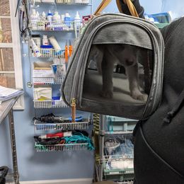 Siberian Husky Puppies from Feazell’s Siberian Huskies