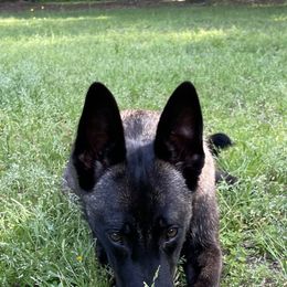 Kyla - Belgian Malinois