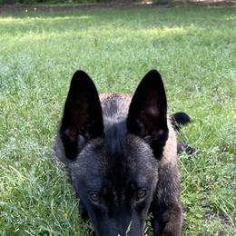 Kyla - Belgian Malinois