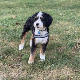 Rocky - Bernedoodle