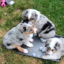 Australian Shepherd Puppies from Larkwood Australian Shepherds