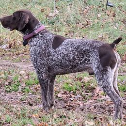 German Shorthaired Pointers from Phyllis' German Shorthaired Pointers