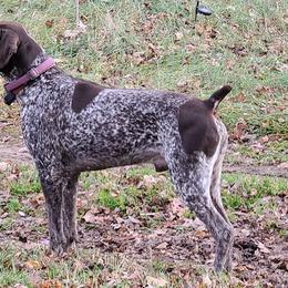German Shorthaired Pointers from Phyllis' German Shorthaired Pointers