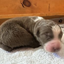 Goose - Red tri-color male Australian Shepherd puppy in Marshall, Virginia from Aussie Tales Farm