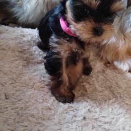 Yorkshire Terrier Puppies from Kruz Kennels