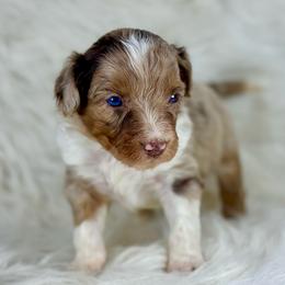 RMF12 - Red merle female Aussiedoodle puppy in Prague, Oklahoma from Classic K9’s  Aussies & Doodles