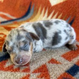 Maverick- Dilute Blue Dapple - Dapple male Dachshund puppy in Okeechobee, Florida from HotShot Kennels