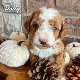 Dolly - Red  female Goldendoodle puppy in Ozark, Missouri from Halo Doodles