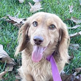 Remy - Dachshund