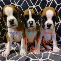 Boxer Puppies from Desert Rose Boxers