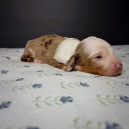 Tequila - Piebald female Dachshund puppy in Lumber City, Georgia from CarolinaDachshunds