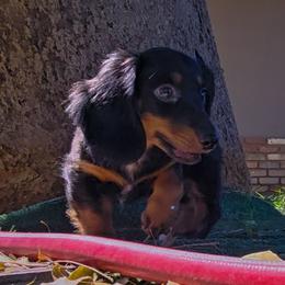 Bear - Black and tan male Dachshund puppy in Phoenix, Arizona from AZ's Prestigious Miniature Dachshunds
