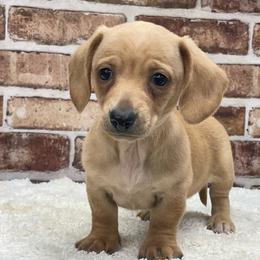 Autumn - Red female Dachshund puppy in Industry, Illinois from KDKs Kennels