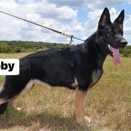 German Shepherds from Antler Ranch German Shepherd Dogs