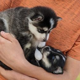 Pomskies from Golden Pawsibility Puppies