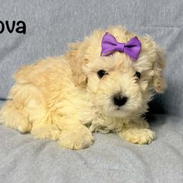 Nova - Cream female Poodle puppy in Cartersville, Georgia from Little Legacy Puppies