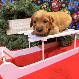 AKC girl 2 orange collar - Dark golden female Golden Retriever puppy in Joshua, Texas from 3 Gun Retrievers