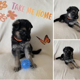 German Shepherd Puppies from Devon Rugerio's German Shepherds