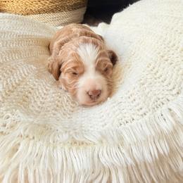 Aven - Red  female Goldendoodle puppy in Waterford, California from Alvdoodles