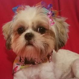 Taylor - Shih Tzu