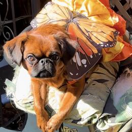 Marilyn - Brussels Griffon