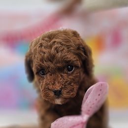 Maltipoo and Poodle Puppies from Maltipoos SD