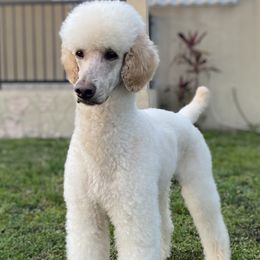 Romeo  - Poodle