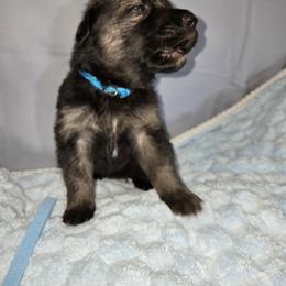 Shiloh Shepherd Puppies from Heritage Shilohs