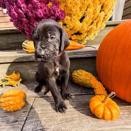 Viper - Black male Great Dane puppy in Climax, Michigan from Beaver Creek Danes