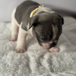 French Bulldog Puppies from Puget Sound Frenchies