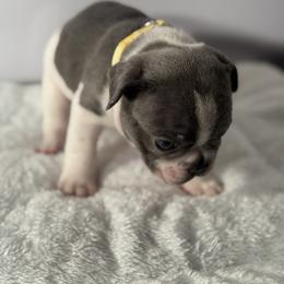 French Bulldog Puppies from Puget Sound Frenchies