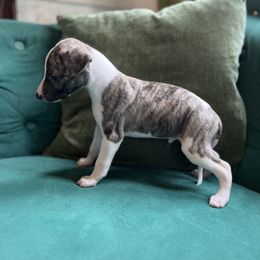 Dallas - Fawn brindle male Whippet puppy in Clinton, Tennessee from Ivanhoe Borzoi