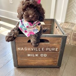 Australian Labradoodle, Cavapoo, and Cockapoo Puppies from Faith, Hope, and Doodles