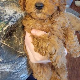 Everest - Red female Cockapoo puppy in Mena, Arkansas from Ouachita River Cockapoos
