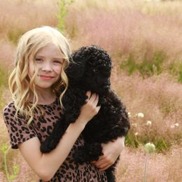 Australian Labradoodle Puppies from Tiny Treasures Australian Labradoodles