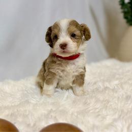 Jack Jack - Red tri-color male Aussiedoodle puppy in Los Angeles, California from LA’s Favorite Puppies