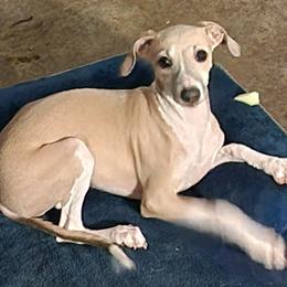Sunny - Italian Greyhound