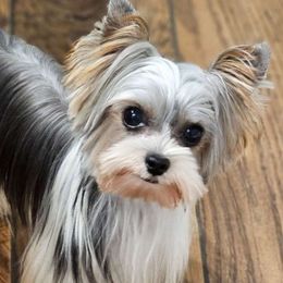Snoopy - Yorkshire Terrier