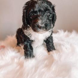 Janice - Black and white female Sheepadoodle puppy in Republic, Missouri from DOOD & Co