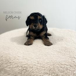 Gouda - Black & tan male Maltipoo puppy in Huntsville, Texas from Nelson Creek Farms