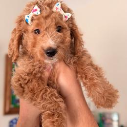 Hazel (Hazelnut) - Red female Bernedoodle puppy in Peoria, Arizona from Wroth's Paws