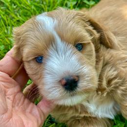 Orange collar AKC Wheaten Male - Wheaten male Miniature Schnauzer puppy in Calhoun, Georgia from The BrickHouse Miniature Schnauzers