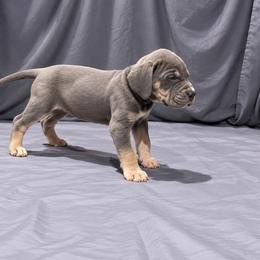 Morticia - Blue female Great Dane puppy in Montgomery, Texas from KD Sweet Southern Danes