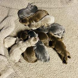 Dilute Retriever and Labrador Retriever Puppies from Megans Labradors