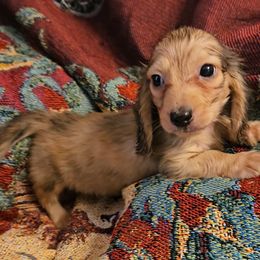 Dachshund Puppies from Samantha Spanton