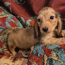 Dachshund Puppies from Samantha Spanton