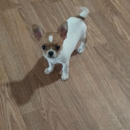 Periwinkle - Sable spotted white female Chihuahua puppy in Gordon, Alabama from Roodhaus Chihuahuas
